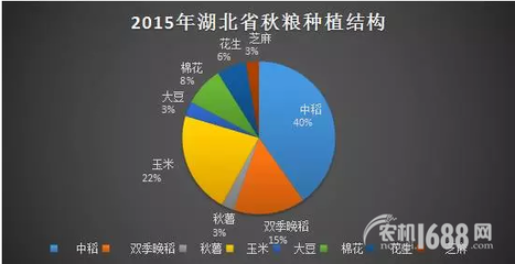夏糧豐收后，秋糧種植新選擇 薯類作物的市場機遇與銷售策略